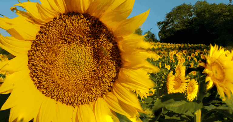 PTS Photo 1 1 76 768x402