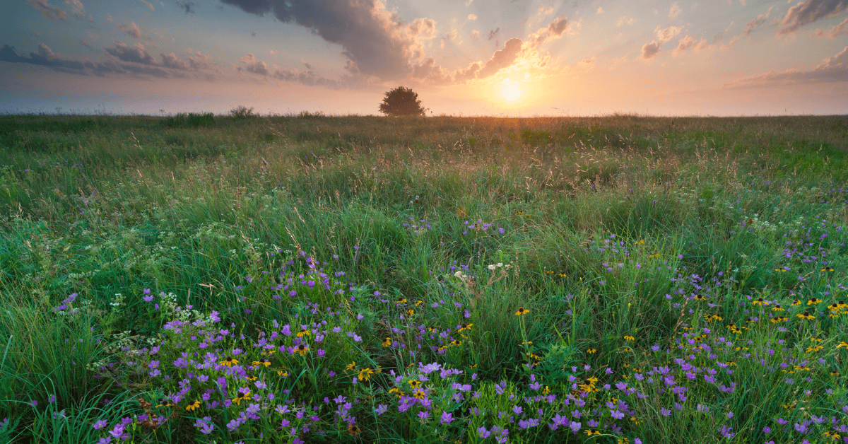 Rural Northern Texas OMS Practice for Sale