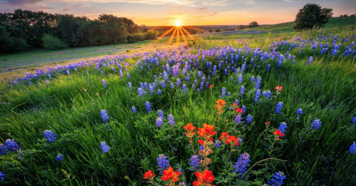 North Dallas-Fort Worth Metro Dental Practice for Sale